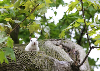 Photo of a white squirrel