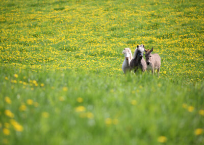 photo of ponies and donkey in a field