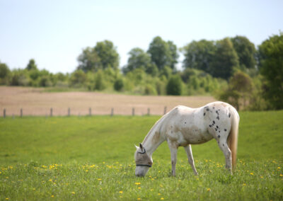 Photo of a horse grazing