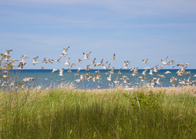 photo of shoreline with seagulls