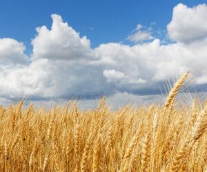 photo of wheat field and sky