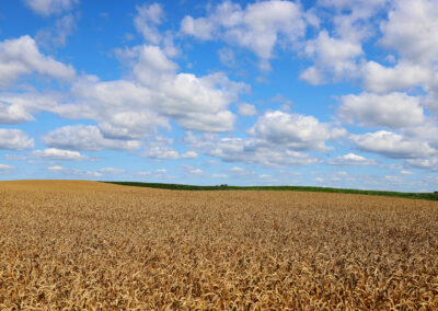 landscape photo of wheat and sky with clouds