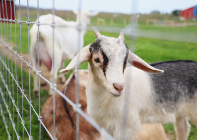 Photo of a goat