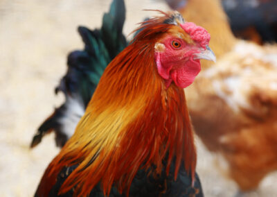 Photo of a chicken