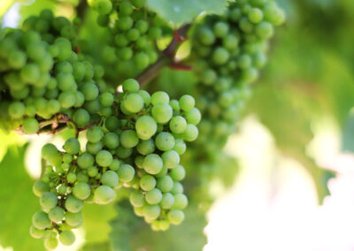 Photo of grapes