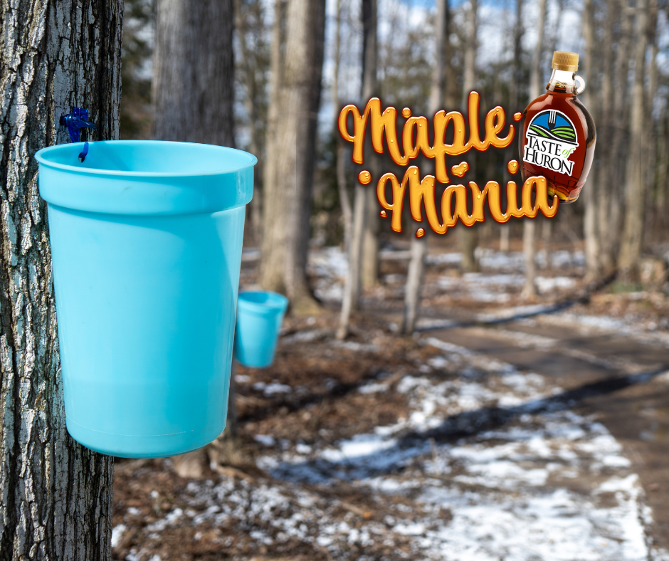 An image of a sap collection bucket nailed to a maple tree with Maple Mania text overlay